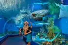 Underwater world displays at Hurghada Grand Aquarium excursions in Hurghada